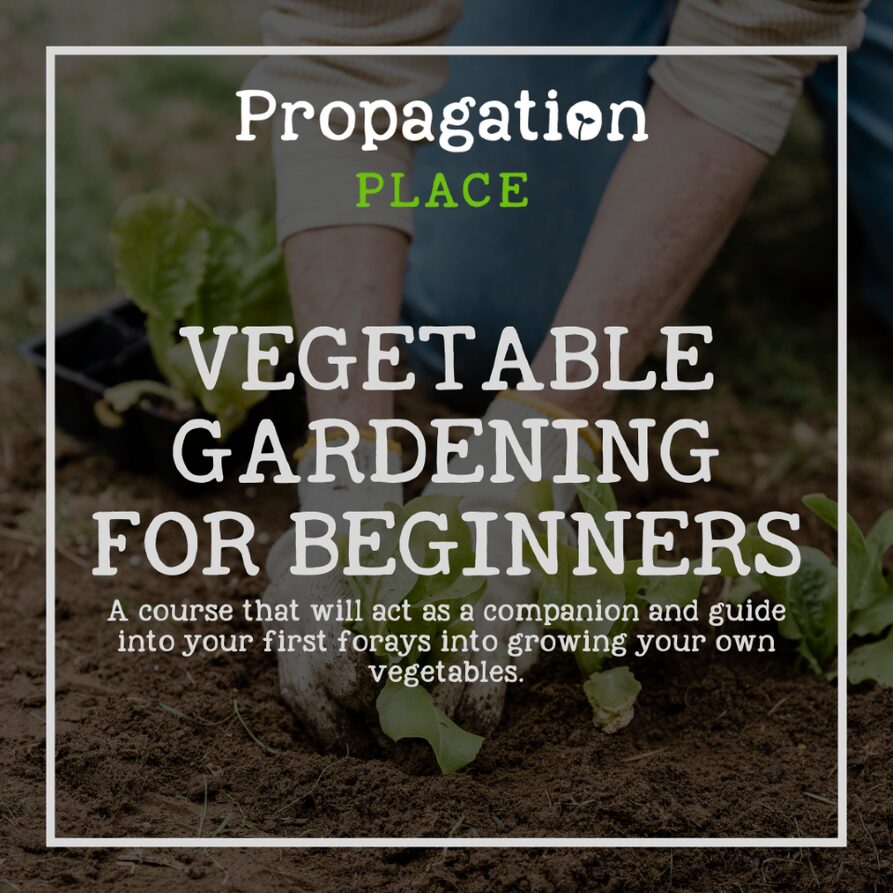 Vegetable Gardening for Beginners