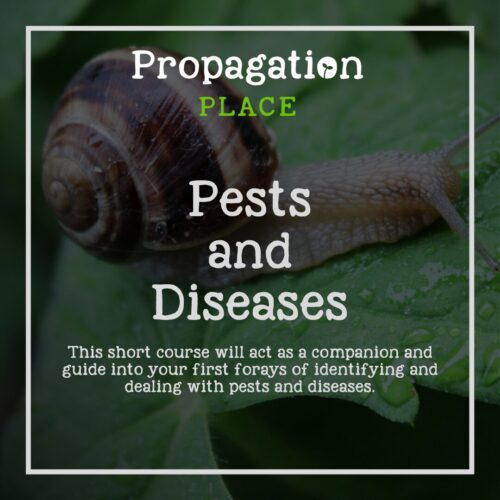 Pests and Diseases (Vegetable Gardening for Beginners module 4)