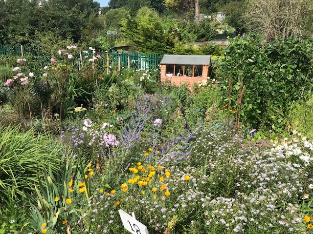 Allotment plot