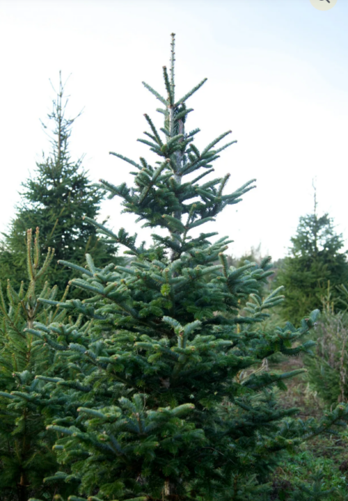 Fraser Fir Christmas Trees